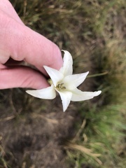Gladiolus longicollis