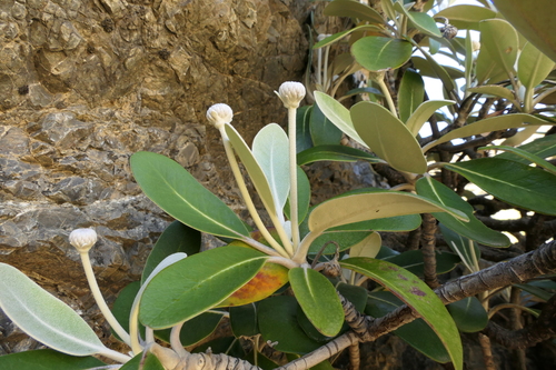 Inland Rock Daisy (Pachystegia hesperia)