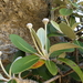 Pachystegia hesperia - Photo (c) Rowan Hindmarsh-Walls, algunos derechos reservados (CC BY-NC), subido por Rowan Hindmarsh-Walls