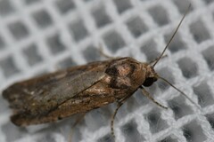 Athetis tenuis