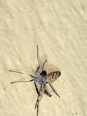 Furia ithacensis