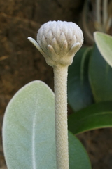 Pachystegia hesperia