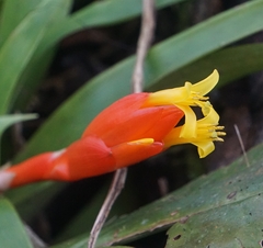 Guzmania nicaraguensis