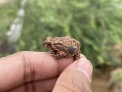 Duttaphrynus melanostictus