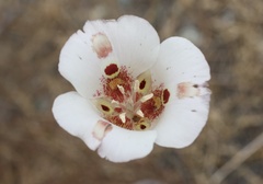 Calochortus venustus