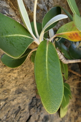 Pachystegia hesperia