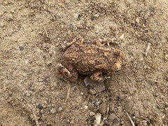 Duttaphrynus melanostictus