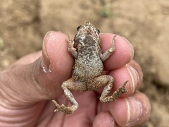 Duttaphrynus melanostictus