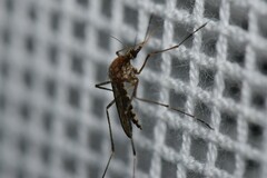 Aedes camptorhynchus