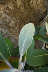 Pachystegia hesperia