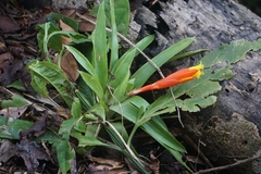 Guzmania nicaraguensis