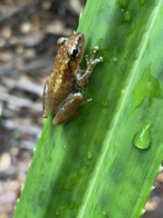 Guibemantis albolineatus