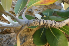 Pachystegia hesperia
