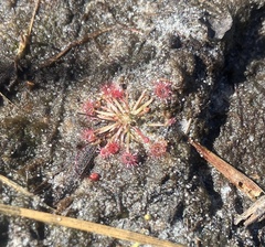Drosera pygmaea