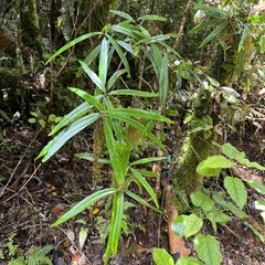 Nestegis cunninghamii