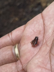 Plethodontohyla notosticta