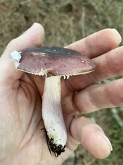 Russula queletii