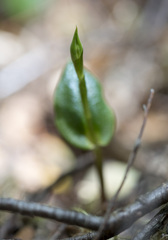 Adenochilus gracilis