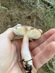 Russula queletii