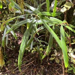 Nestegis cunninghamii