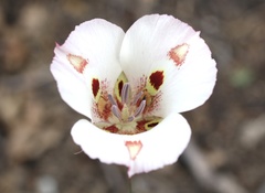 Calochortus venustus