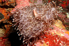 Amphiprion perideraion