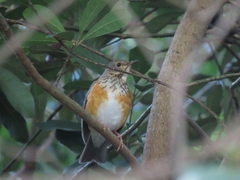 Turdus hortulorum