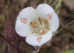 Calochortus venustus