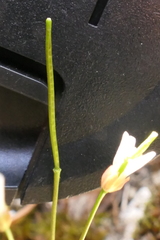 Cardamine dimidia