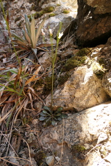 Cardamine dimidia