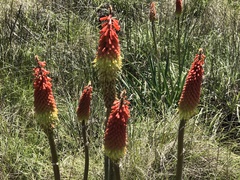 Kniphofia