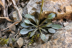 Cardamine dimidia