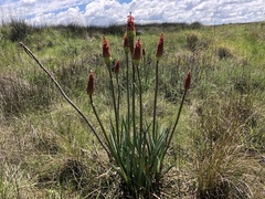 Kniphofia