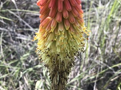 Kniphofia