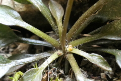 Cardamine dimidia