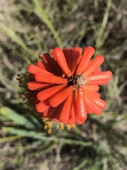 Kniphofia
