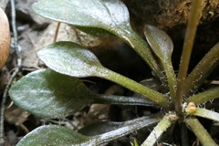 Cardamine dimidia