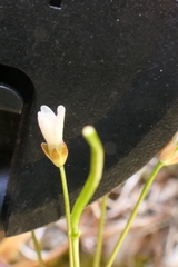 Cardamine dimidia