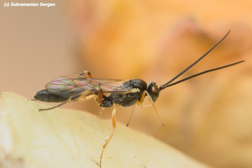 Diadegma mollipla