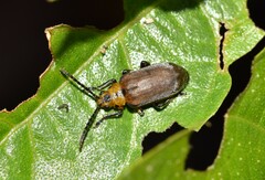 Poneridia semipullata