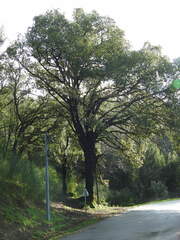 Quercus canariensis