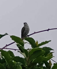 Chrysococcyx lucidus