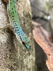 Phelsuma guttata