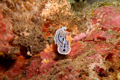 Chromodoris willani