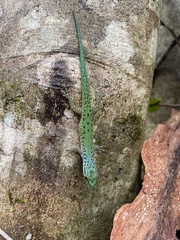 Phelsuma guttata