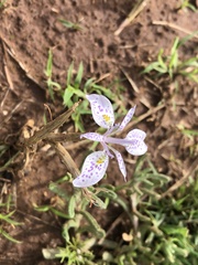 Moraea simulans