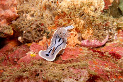 Chromodoris willani