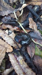 Powelliphanta traversi