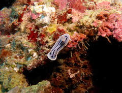 Chromodoris willani