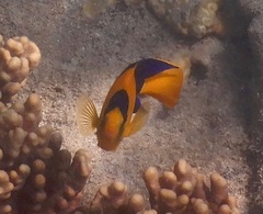 Centropyge bicolor